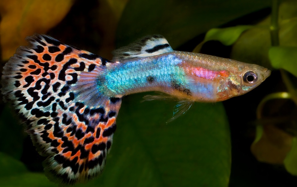 ikan hias air tawar jenis fantail-guppy ekor kipas