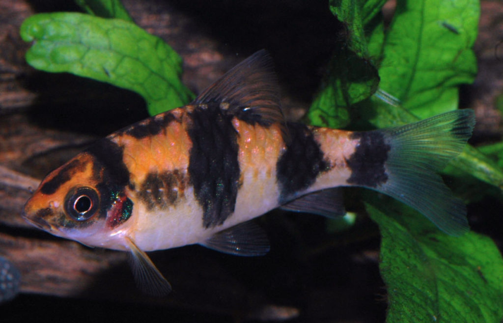 ikan hais air tawar arulius barb mirip ikan koi