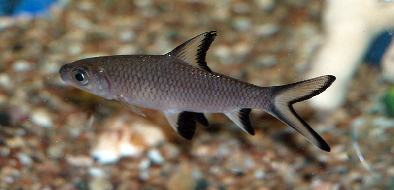 Jenis Ikan Hias Air Tawar Aquarium Ikan Bala-bala-hiu bala