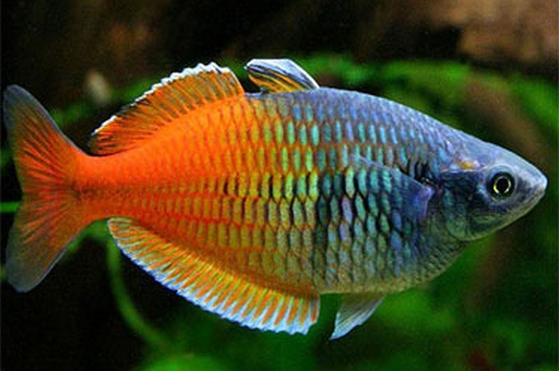  Jenis Ikan Hias Air Tawar Aquarium ikan warna pelangi rainbows