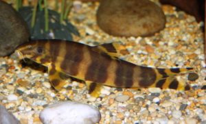 ikan hias air tawar indah botia cantik