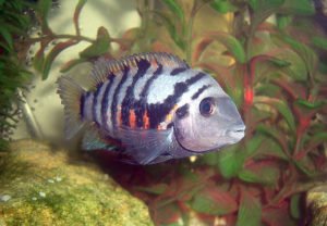 ikan hias air tawar convict-cichlid