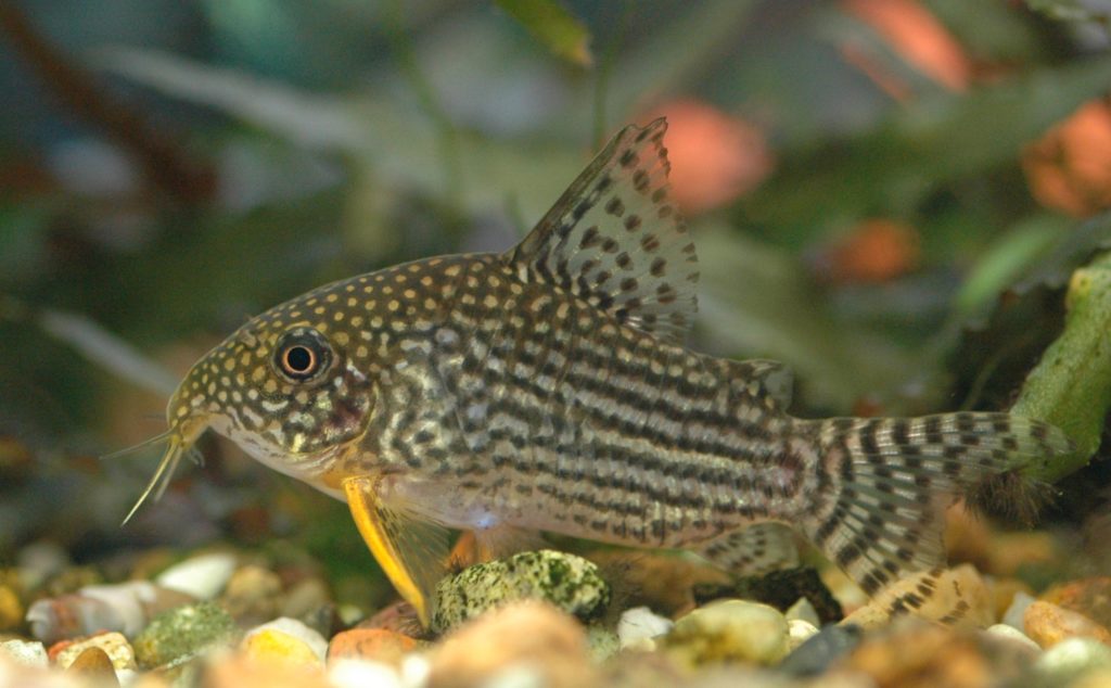  Jenis Ikan Hias Air Tawar Aquarium Rumah Ikan Corydas Lurik