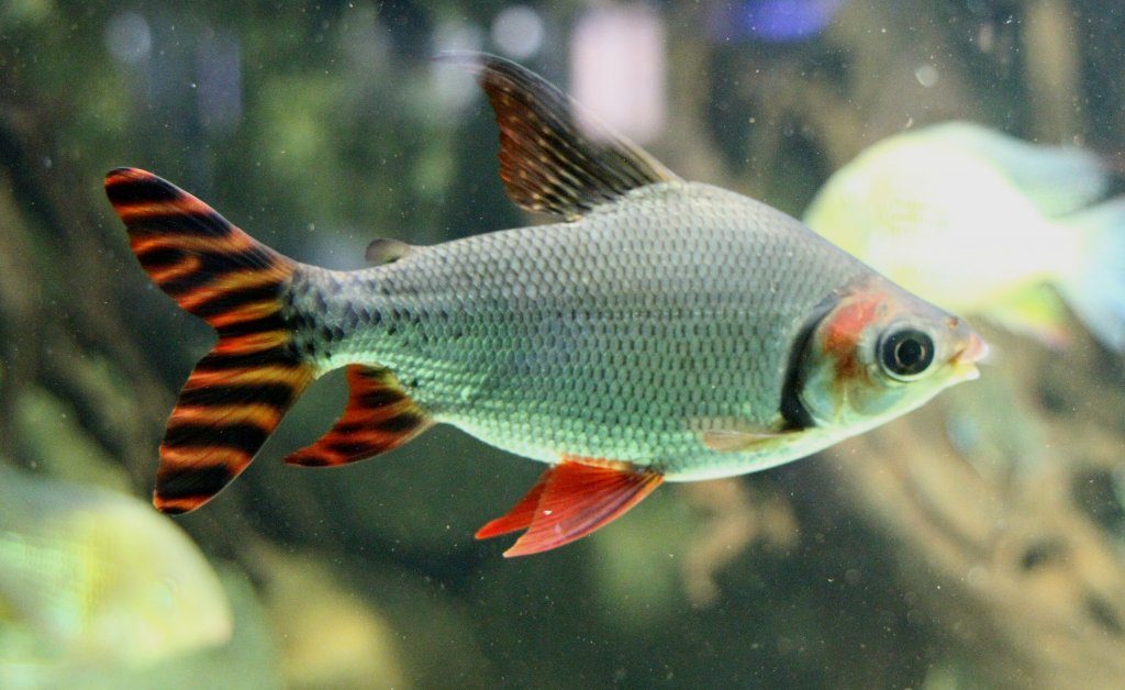 ikan hias air tawar lucu flagtail-characin