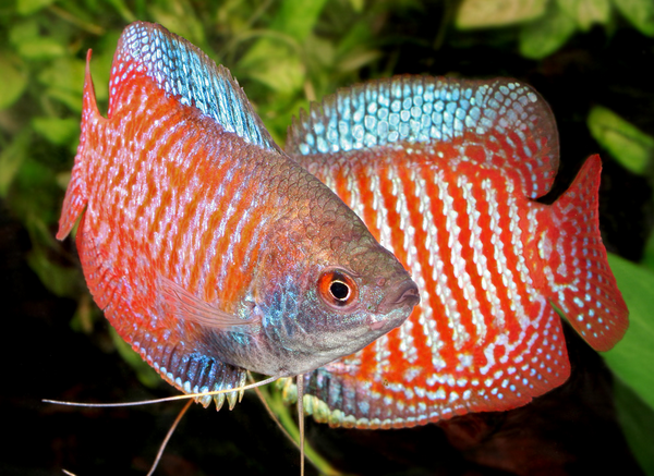 ikan hias konsumsi air tawar gourame
