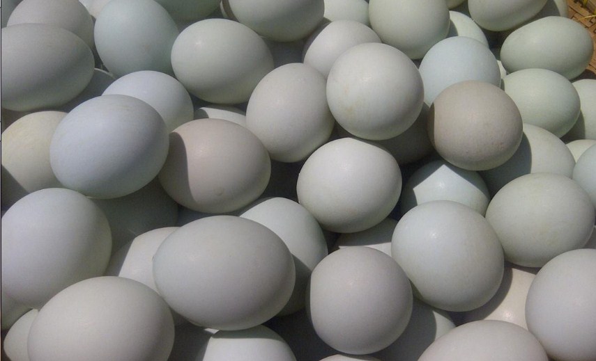 Banyak Telur Hasil dari Ternak Bebek Petelur Telur Hasil Panen dari Ternak Bebek Petelur