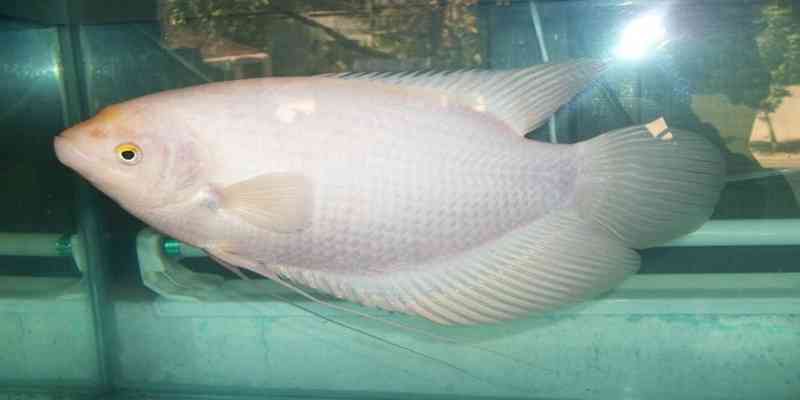 Jenis Ikan Hias Air Tawar Aquarium ikan gurame putih