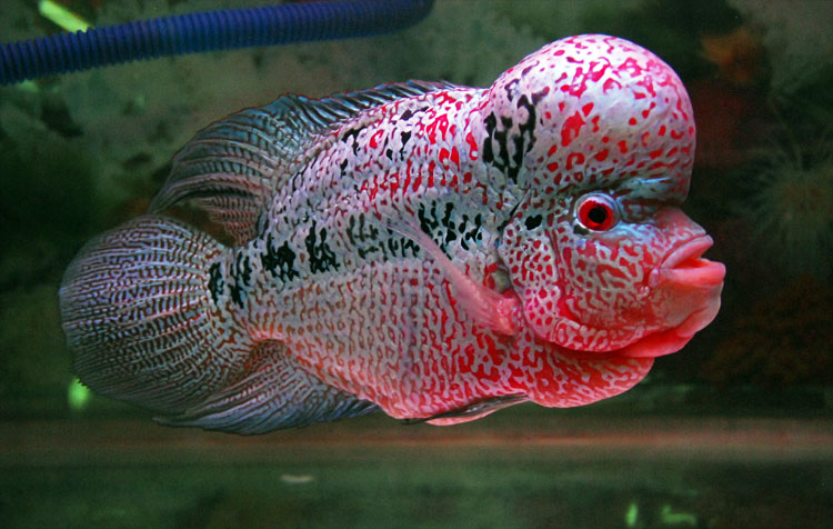 Jenis Ikan Hias Air Tawar Aquarium Louhan Merah Muda