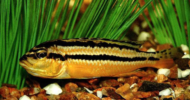  Jenis Ikan Hias Air Tawar Aquarium Ikan niassa Indah