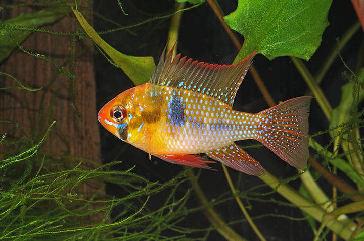 ikan-hias air tawar-german-blue-ram bintik kunig hijau