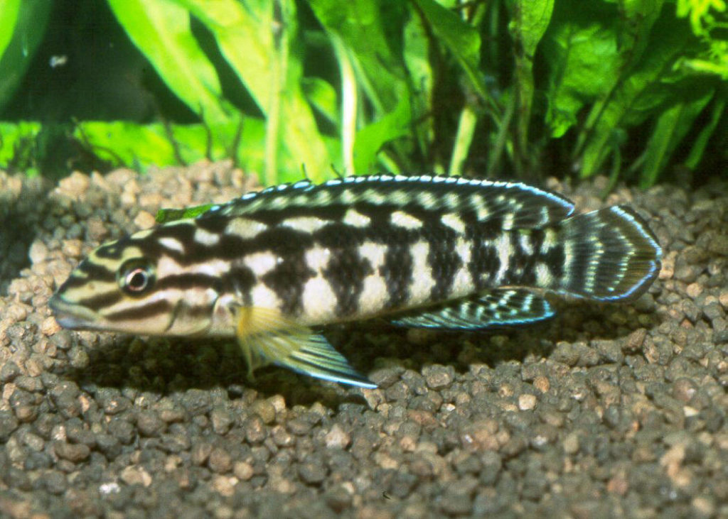 ian hias air tawar julie cichlid
