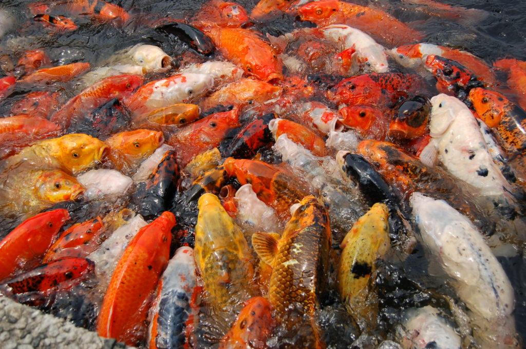 Jenis Ikan Hias Air Tawar Aquarium Ikan Koi Makan