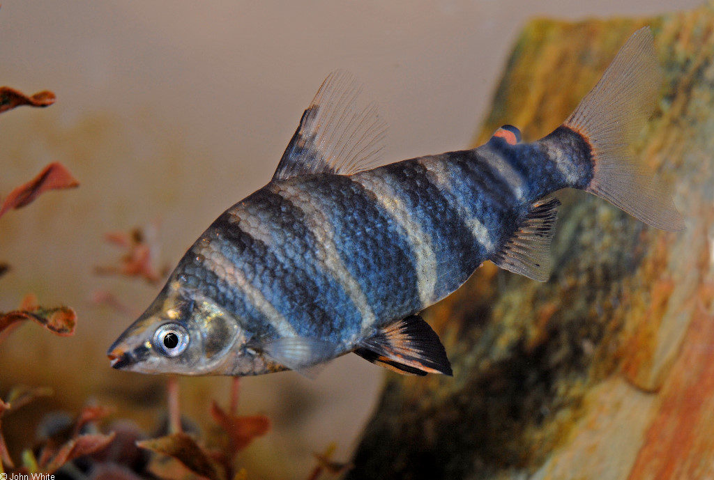 ikan hias air tawar blirik marbled-headstander