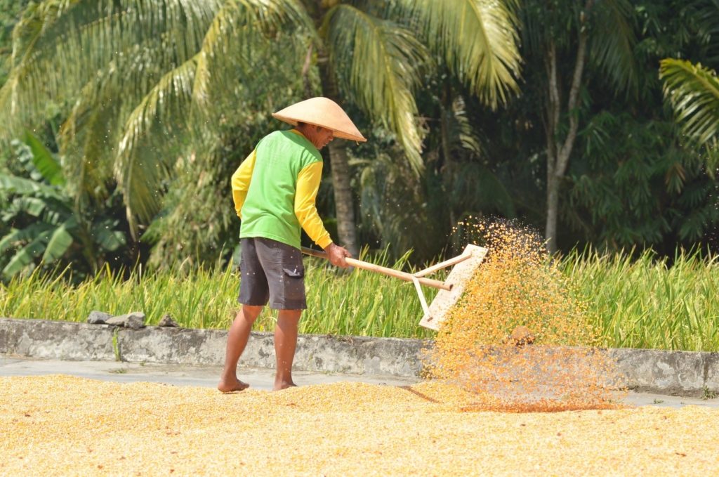 Proses Pengeringan untuk Jual Jagung Pipil 