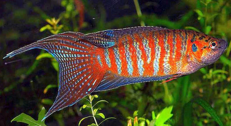  Jenis Ikan Hias Air Tawar Aquarium Ikan paradise indah