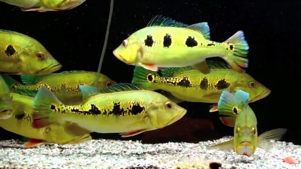 ikan hias air tawar besar mantap peacock-bass
