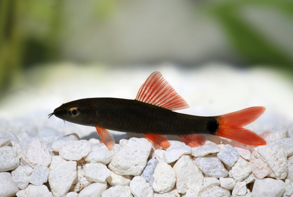 ikan hias air tawar red-finned-shark predator