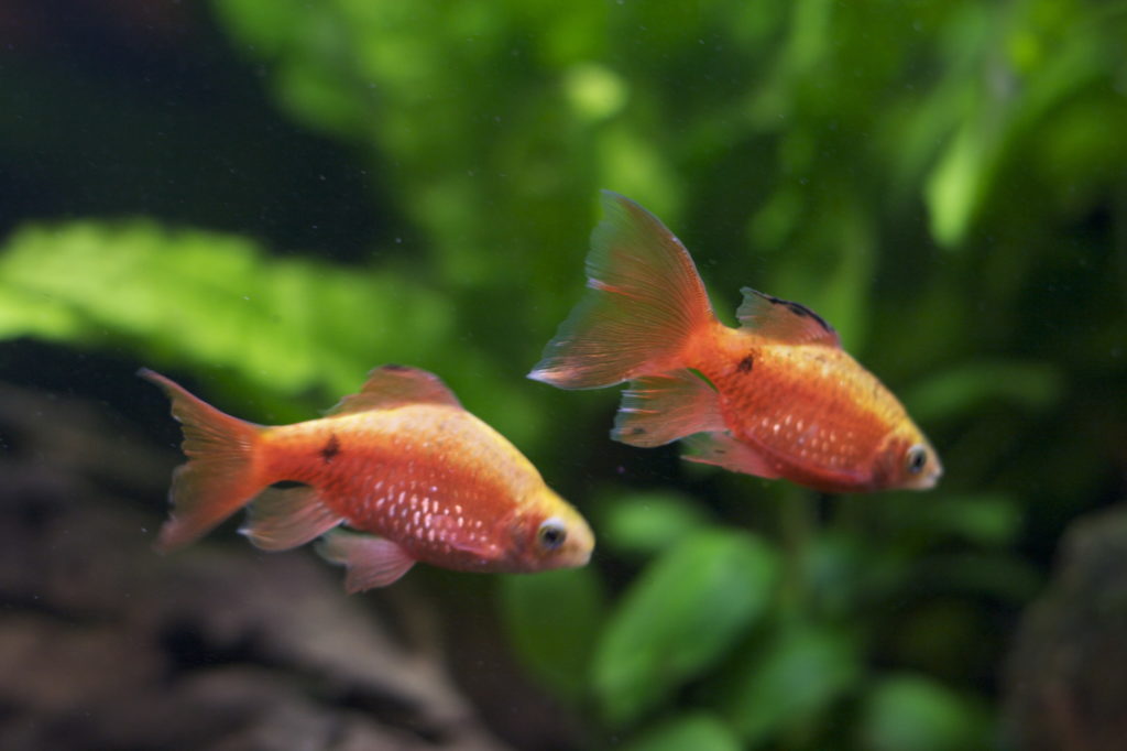 ikan hias air tawar lucu rosy_barbs