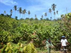 tumpag sela tanaman kelapa dengan kakao