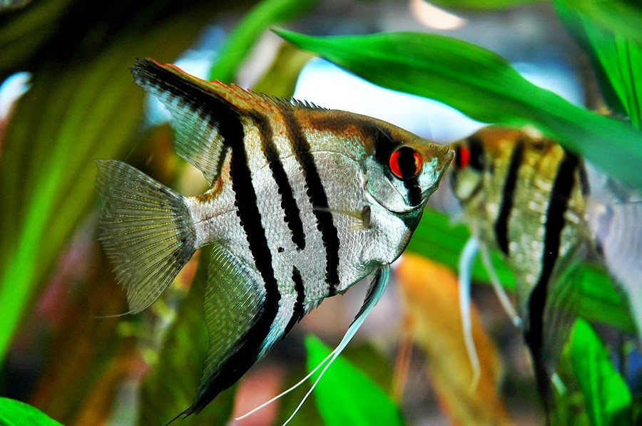 Jenis Ikan Hias Air Tawar Aquarium Ikan indah dan menarik manfish
