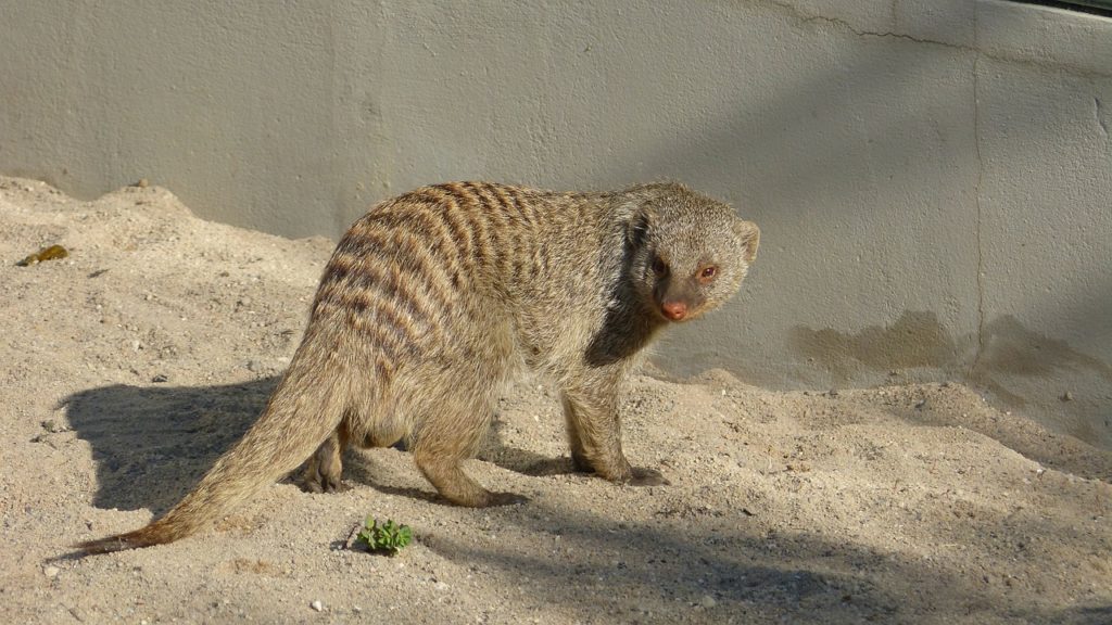Contoh Hewan Omnivora dan gambarnya keterangannya Musang