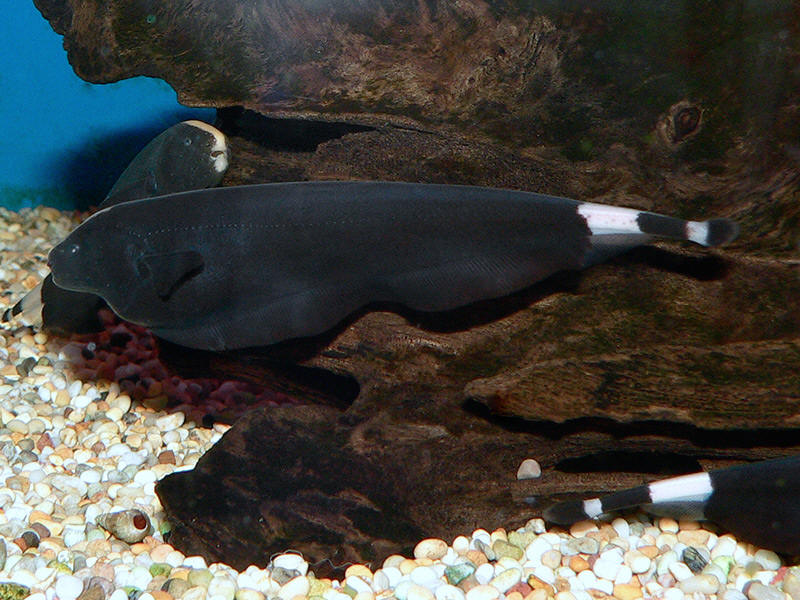 Jenis Ikan Hias Air Tawar Aquarium Ikan black ghost