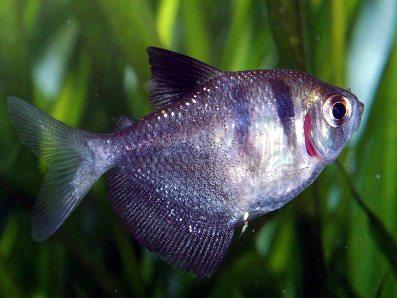 ikan hias air tawar black-skirt-tetra