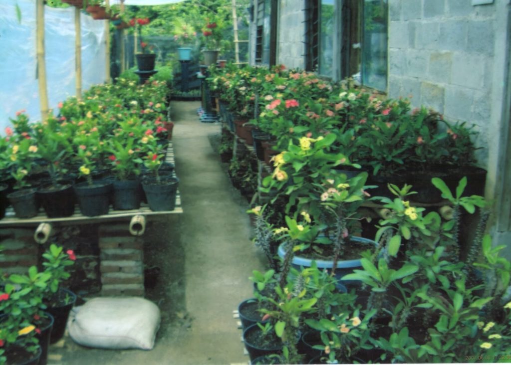 sinoxnursery.com