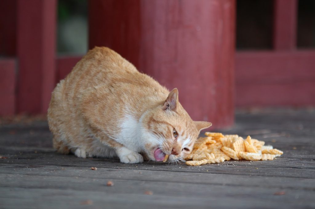 contoh hewan omnivora dan gambarnya kucing