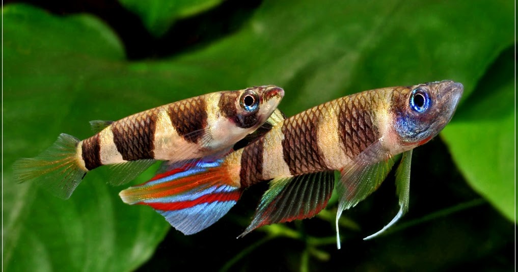  Jenis Ikan Hias Air Tawar Aquarium Ikan clown kill fish Indah