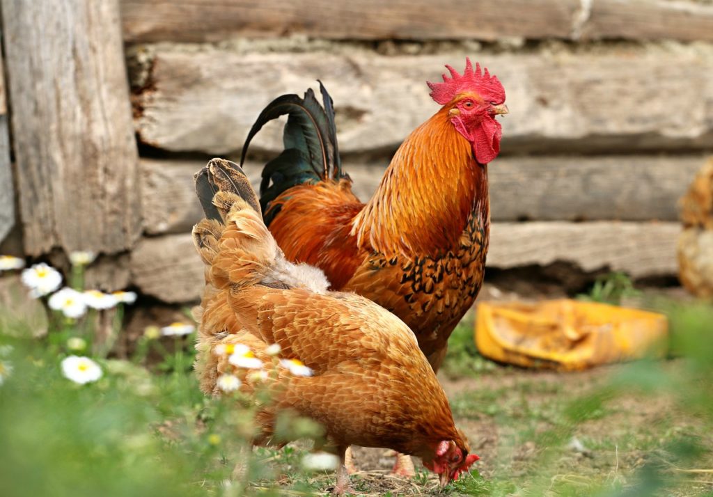 Contoh Hewan Omnivora dan gambar dan keterangannya ayam