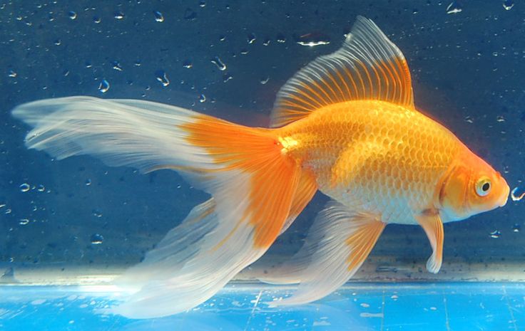 Jenis Ikan Hias Air Tawar Aquarium cantik komet warna orange