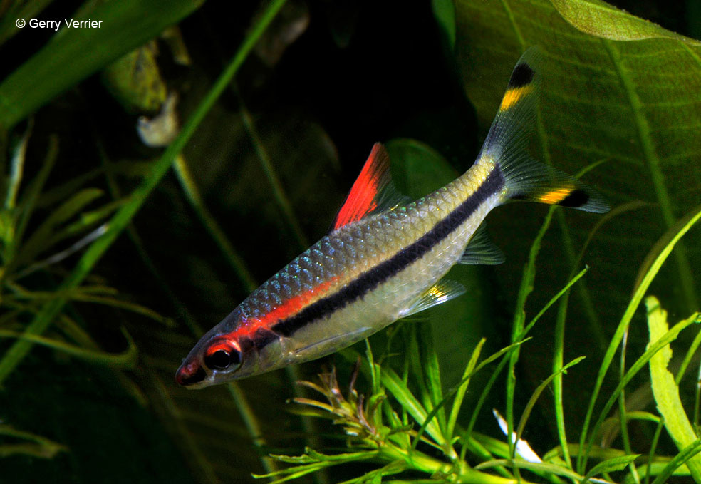 ikan hias air tawar cantik dennisons-barb