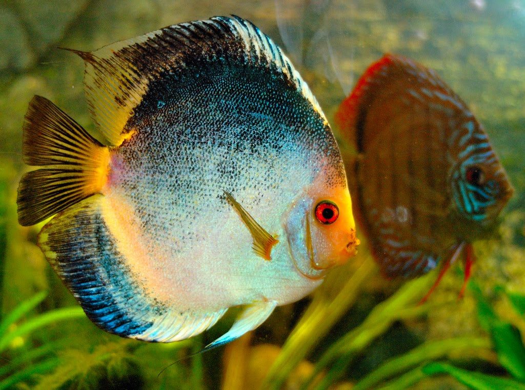 Jenis Ikan Hias Air Tawar Aquarium Disqus Besar