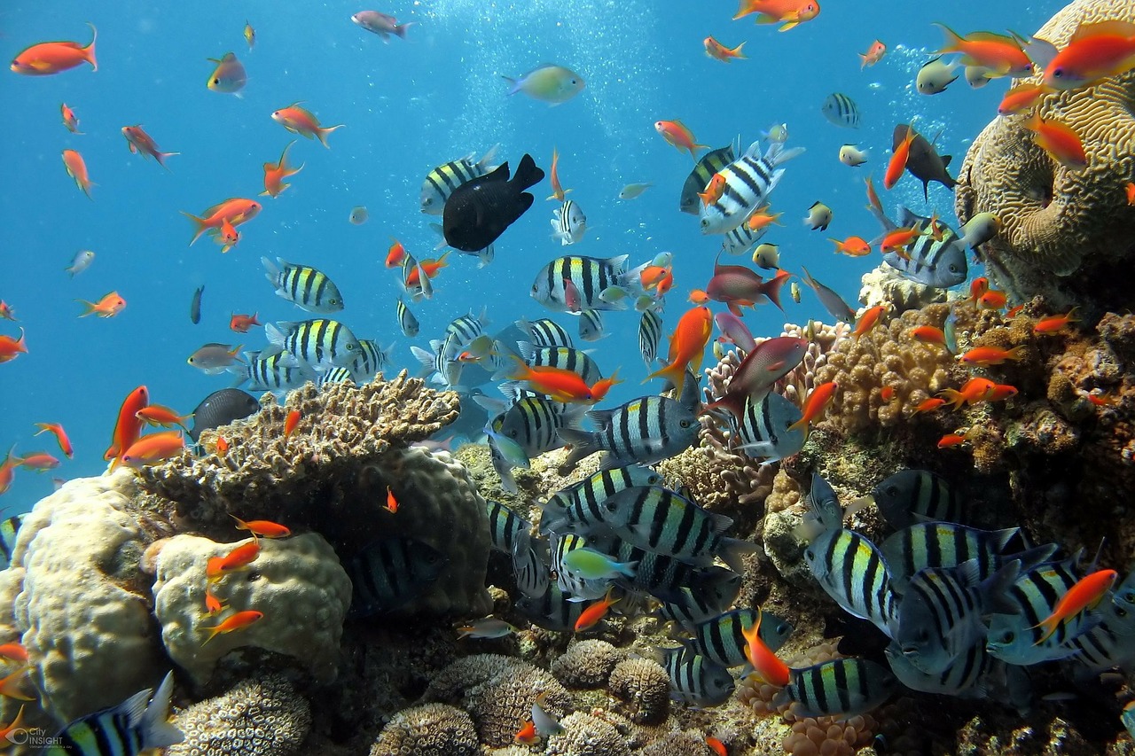 Berbagai jenis ikan hias air tawar dalam akuarium