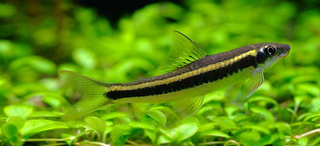 Ikan hias air tawar flying fox mantap