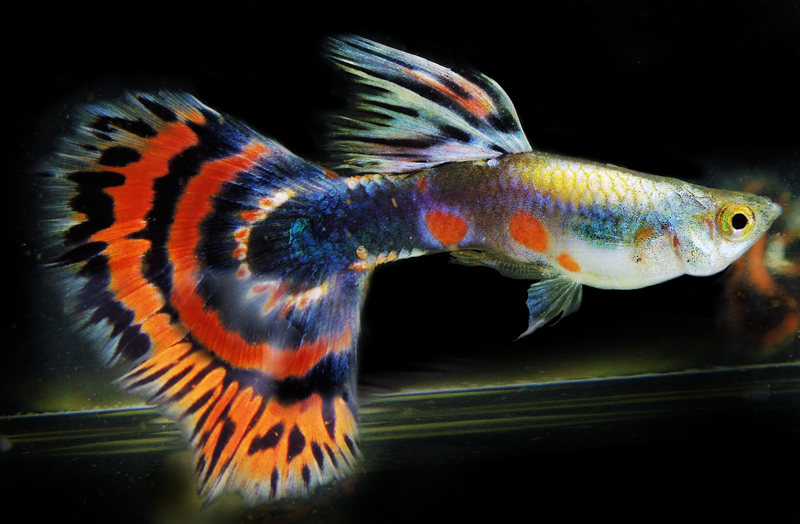ikan hias air tawar aquarium guppy