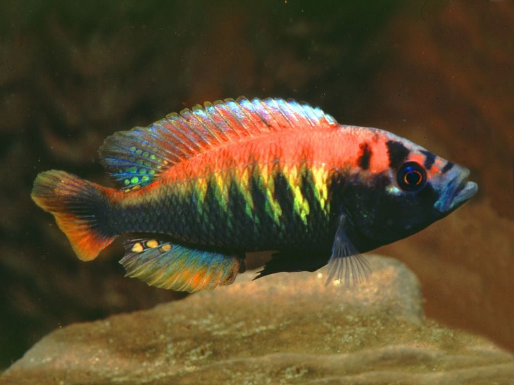 ikan hias air tawar -flameback-cichlid