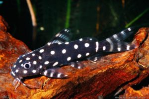 ikan-hias-air tawar polka-dot-syno