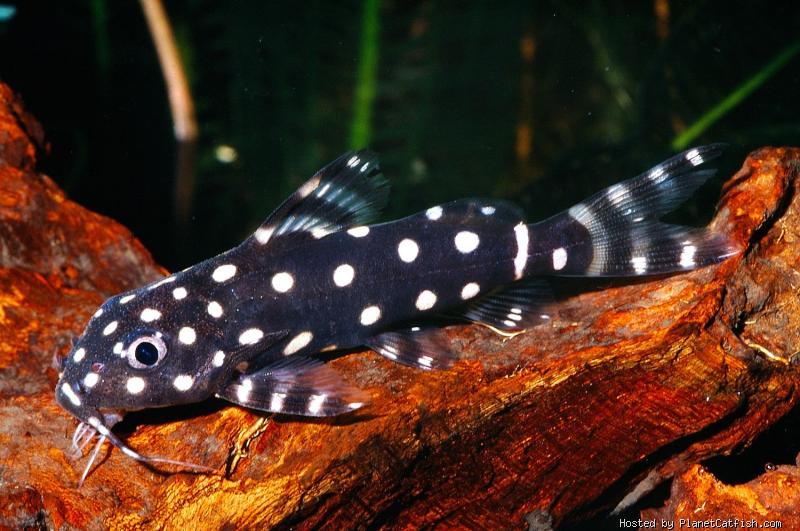 ikan-hias-air tawar polka-dot-syno