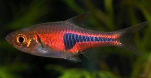 ikan hias espei rasbora cantik