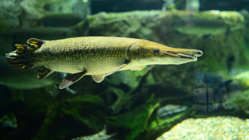 ikan buaya spatula