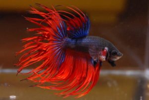 ikan-hias air-tawar-cupang-warna merah