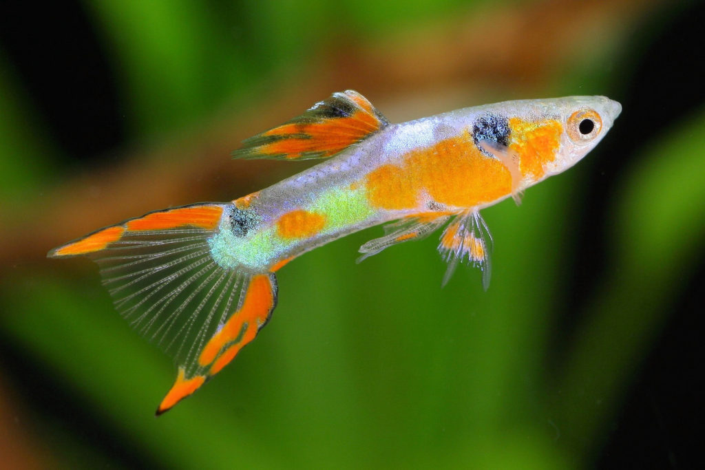 Jenis ikan-hias air tawar langka -endlers-livebearer