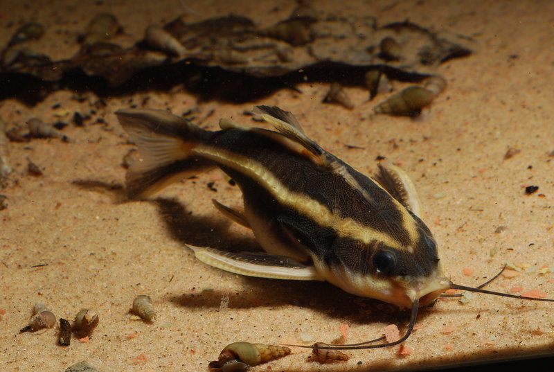 ikan-hias air tawar-striped-raphael