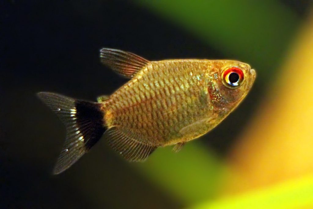 ikan hias -red-eye-tetra mata merah