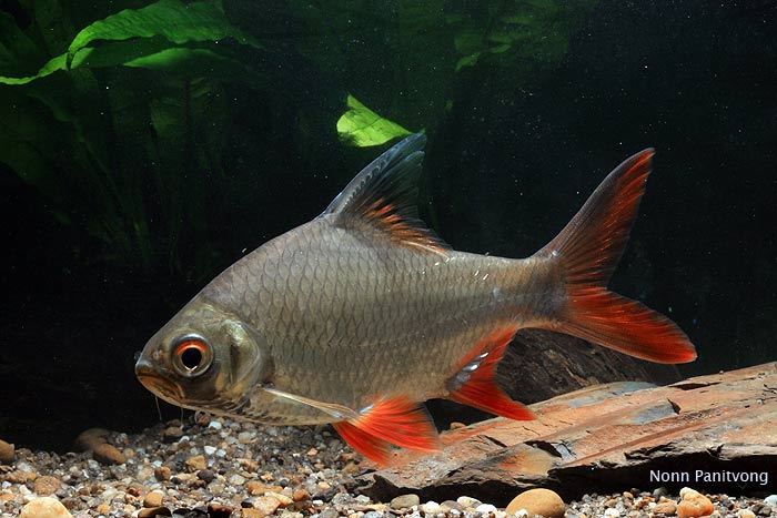 ikan hias tinfoil barb indah dan cantik