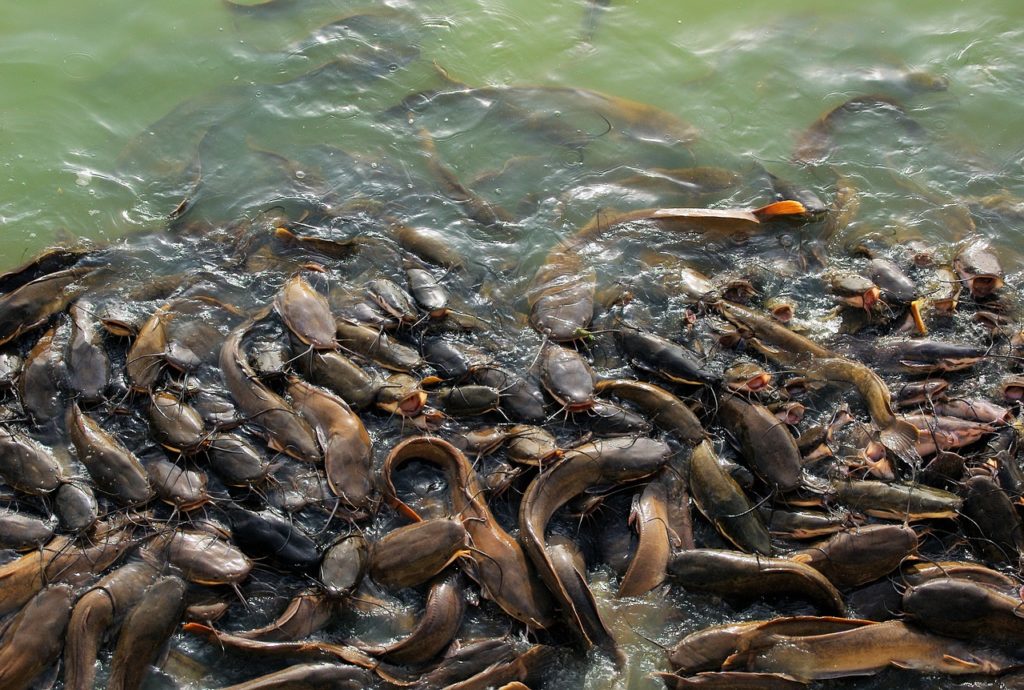 Contoh Hewan Omnivora dan gambarnya ikan lele
