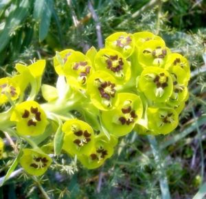 khasiat bunga eforbia