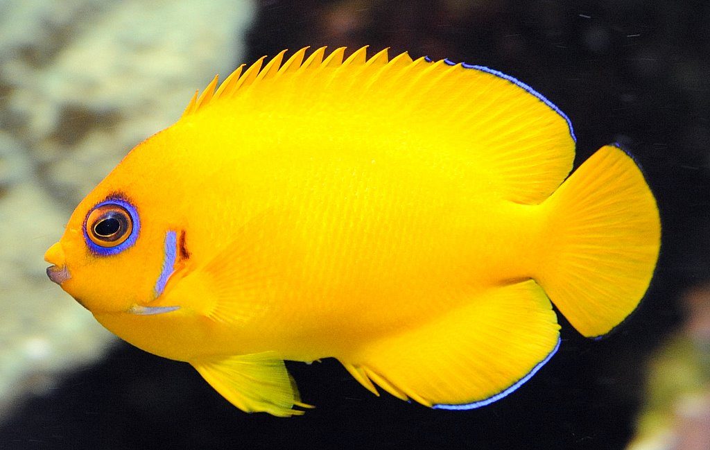 Jenis Ikan Hias Air Tawar Aquarium ikan lemon warna yang indah